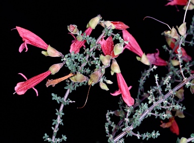 APII jpeg image of Prostanthera serpyllifolia subsp. microphylla  © contact APII