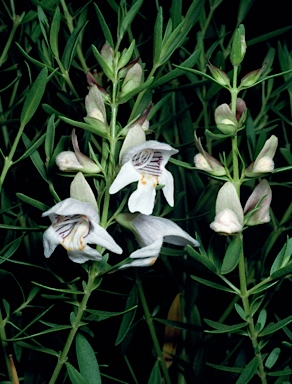 APII jpeg image of Prostanthera striatiflora  © contact APII