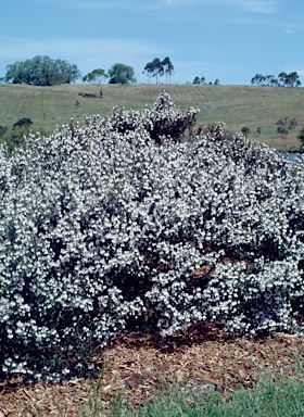 APII jpeg image of Prostanthera 'Poorinda Ballerina'  © contact APII