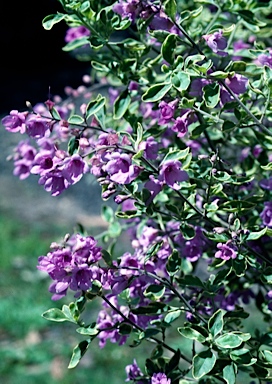 APII jpeg image of Prostanthera 'Variegata'  © contact APII