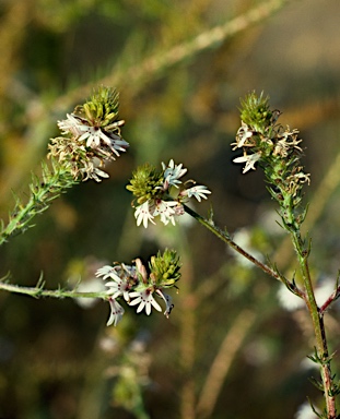 APII jpeg image of Goodenia fasciculata  © contact APII