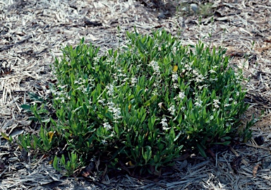 APII jpeg image of Scaevola anchusifolia  © contact APII
