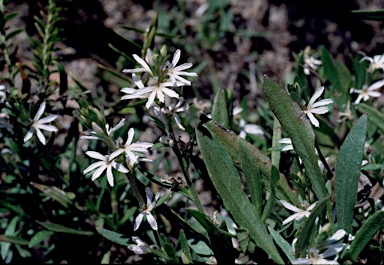 APII jpeg image of Scaevola anchusifolia  © contact APII