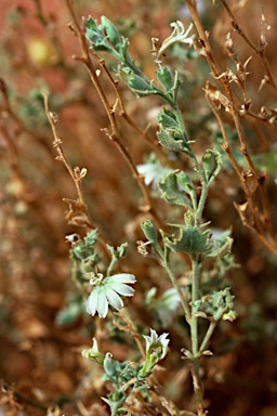 APII jpeg image of Scaevola ovalifolia  © contact APII