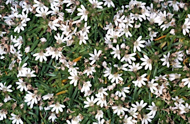 APII jpeg image of Scaevola pulvinaris  © contact APII