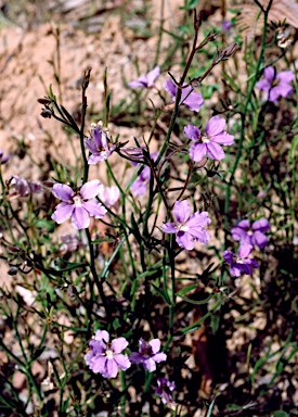 APII jpeg image of Scaevola ramosissima  © contact APII