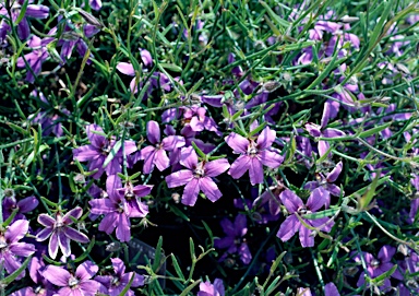 APII jpeg image of Scaevola ramosissima  © contact APII