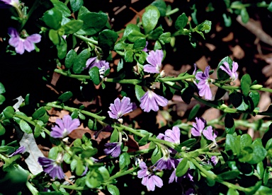 APII jpeg image of Scaevola 'Mauve Clusters'  © contact APII