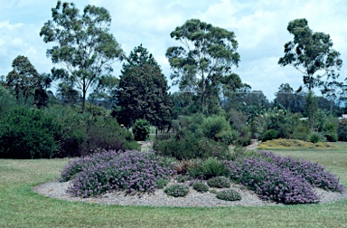 APII jpeg image of Scaevola aemula 'Purple Fanfare'  © contact APII