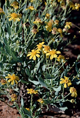 APII jpeg image of Senecio magnificus  © contact APII