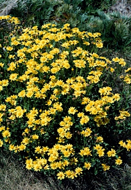 APII jpeg image of Senecio pinnatifolius var. alpinus  © contact APII