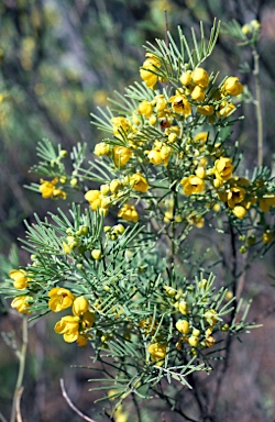 APII jpeg image of Senna artemisioides subsp. x artemisioides  © contact APII