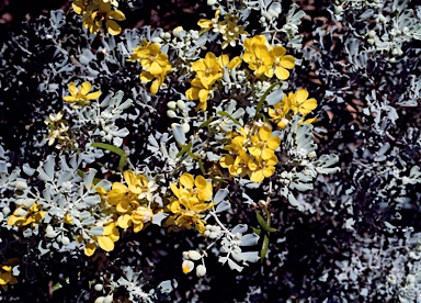 APII jpeg image of Senna artemisioides subsp. helmsii  © contact APII
