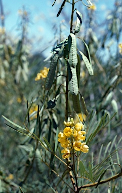 APII jpeg image of Senna pleurocarpa var. pleurocarpa  © contact APII