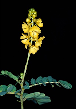 APII jpeg image of Senna venusta  © contact APII