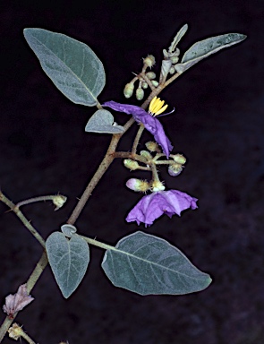 APII jpeg image of Solanum rhaphiotes  © contact APII