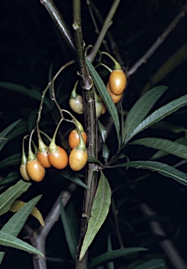 APII jpeg image of Solanum aviculare  © contact APII