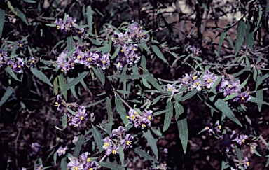 APII jpeg image of Solanum brownii  © contact APII