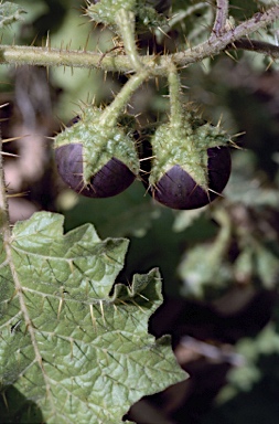 APII jpeg image of Solanum ditrichum  © contact APII