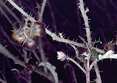 APII jpeg image of Solanum cinereum  © contact APII