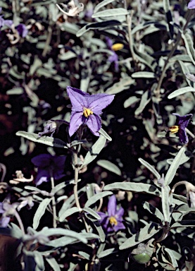APII jpeg image of Solanum coactiliferum  © contact APII