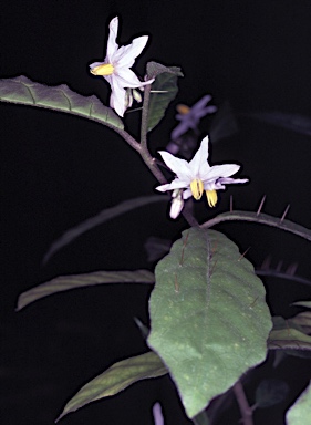 APII jpeg image of Solanum defensum  © contact APII
