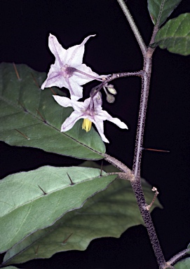 APII jpeg image of Solanum defensum  © contact APII