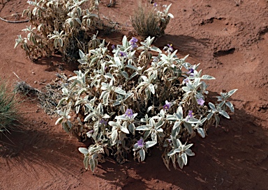 APII jpeg image of Solanum ellipticum  © contact APII