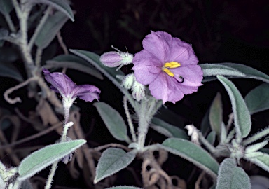 APII jpeg image of Solanum ellipticum  © contact APII