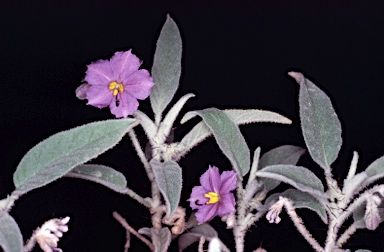 APII jpeg image of Solanum ellipticum  © contact APII