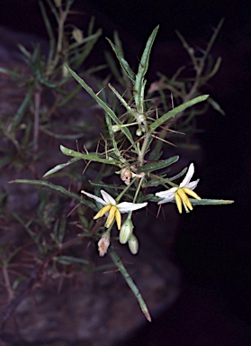 APII jpeg image of Solanum ferocissimum  © contact APII