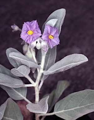 APII jpeg image of Solanum lasiophyllum  © contact APII