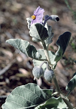 APII jpeg image of Solanum lasiophyllum  © contact APII