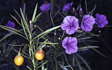 APII jpeg image of Solanum linearifolium  © contact APII