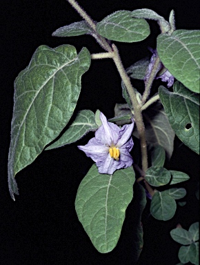APII jpeg image of Solanum hapalum  © contact APII