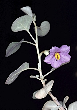 APII jpeg image of Solanum orbiculatum subsp. orbiculatum  © contact APII