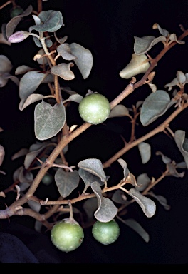 APII jpeg image of Solanum orbiculatum - nummularium  © contact APII