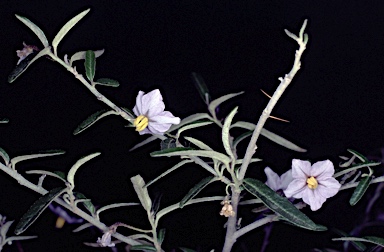 APII jpeg image of Solanum parvifolium subsp. parvifolium  © contact APII