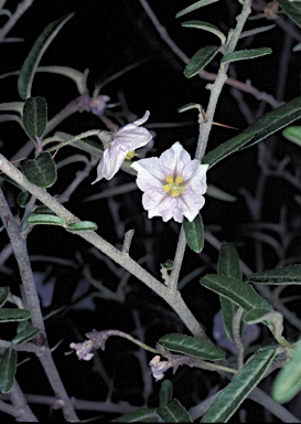 APII jpeg image of Solanum parvifolium subsp. parvifolium  © contact APII