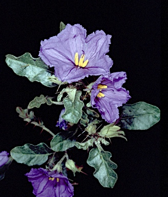 APII jpeg image of Solanum petrophilum  © contact APII