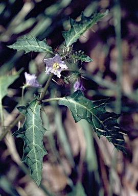 APII jpeg image of Solanum prinophyllum  © contact APII
