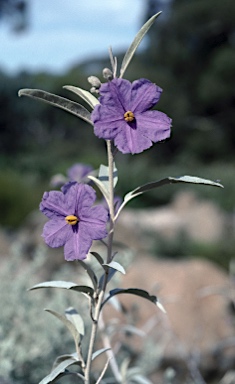 APII jpeg image of Solanum sturtianum  © contact APII