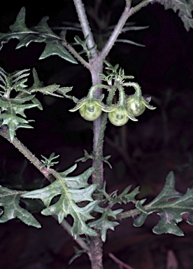 APII jpeg image of Solanum triflorum  © contact APII