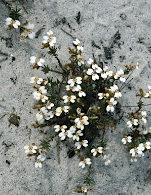 APII jpeg image of Stylidium adpressum  © contact APII