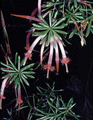 APII jpeg image of Styphelia tubiflora  © contact APII