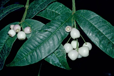 APII jpeg image of Syzygium alatoramulum  © contact APII