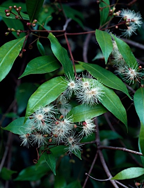 APII jpeg image of Syzygium oleosum  © contact APII