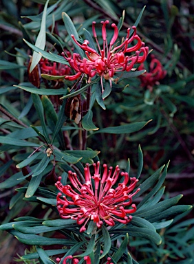 APII jpeg image of Telopea mongaensis  © contact APII
