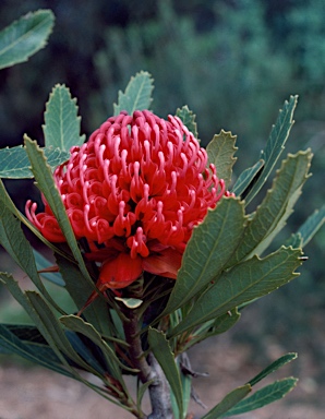 APII jpeg image of Telopea speciosissima  © contact APII