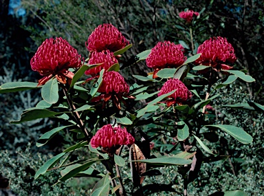 APII jpeg image of Telopea speciosissima 'Red Ned'  © contact APII